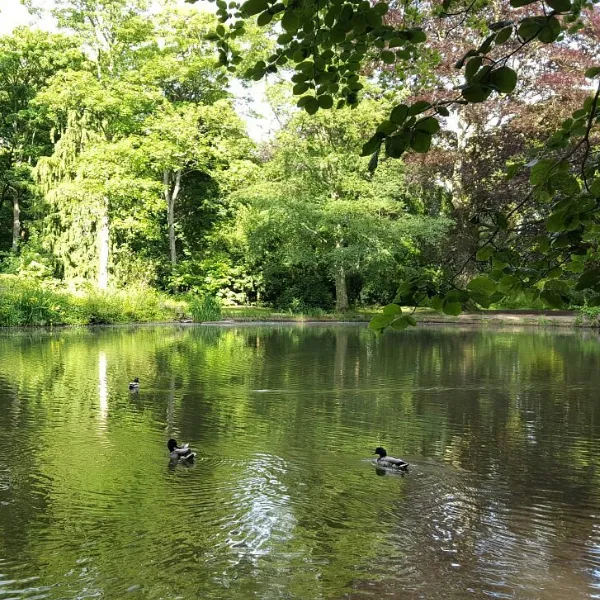 Three ducks swimming through a lake in Apley Woods, with trees and tall grass on the banks around it