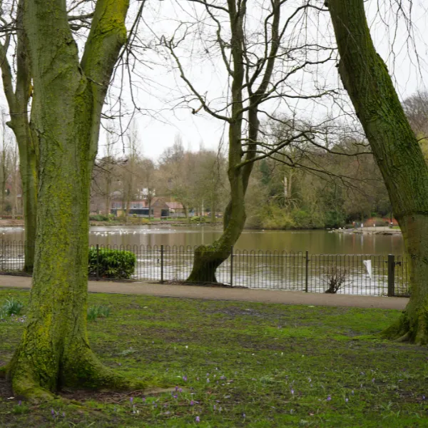 Walsall Arboretum, with large trees and grassy areas in the foreground as ducks and other water birds swim in a distant lake