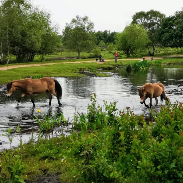 Horses walking through the shallows in a pond at Sutton Park, two people watching from the opposite bank
